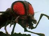 A Giant Fly